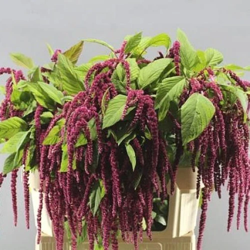 Amaranthus