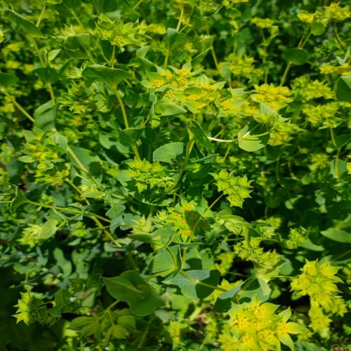 Bupleurum