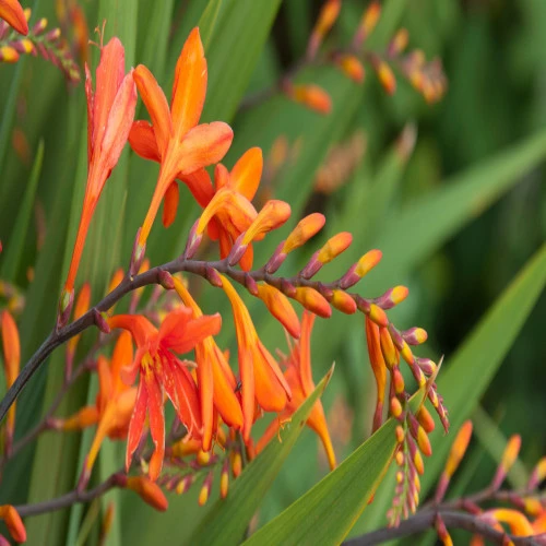 Crocosmia