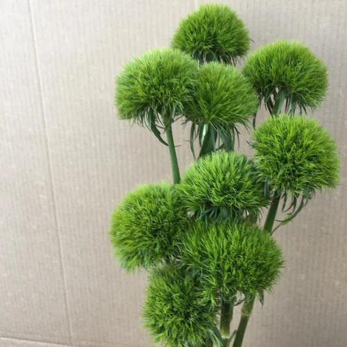 Dianthus green wicky