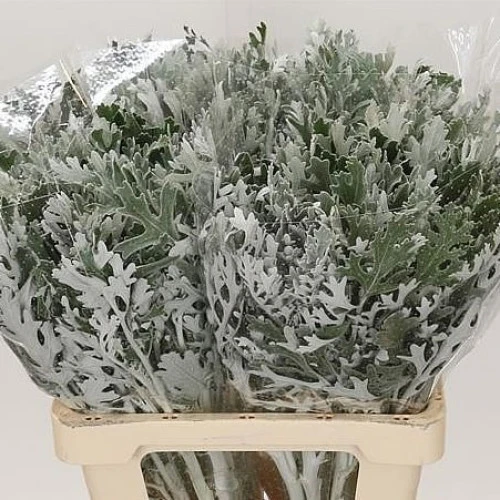 Dusty Miller (Senecio Cineraria)