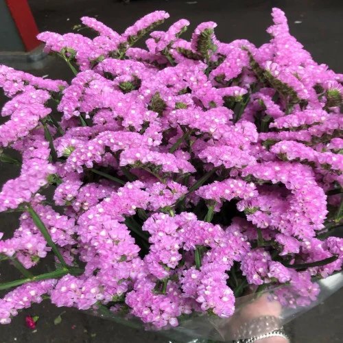 Limonium Statice