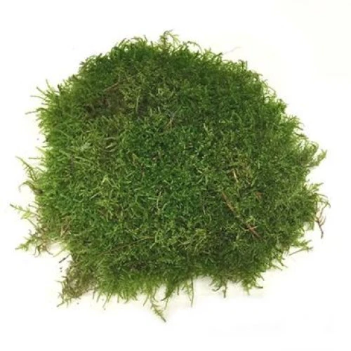 Moss