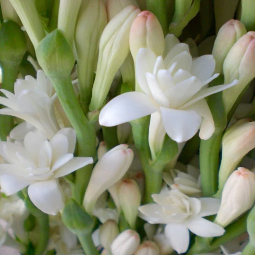 Tuberose