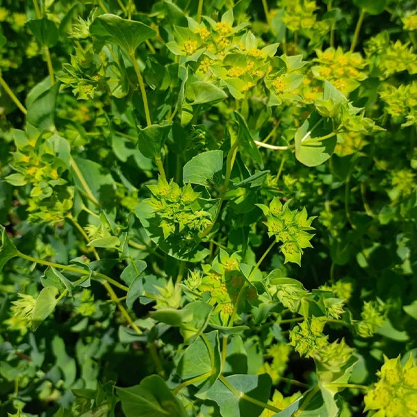 Bupleurum