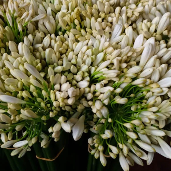 Agapanthus White