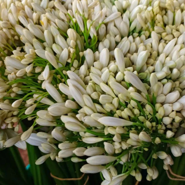 Agapanthus White