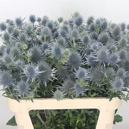 ERYNGIUM (THISTLE)MAGICAL ANITA