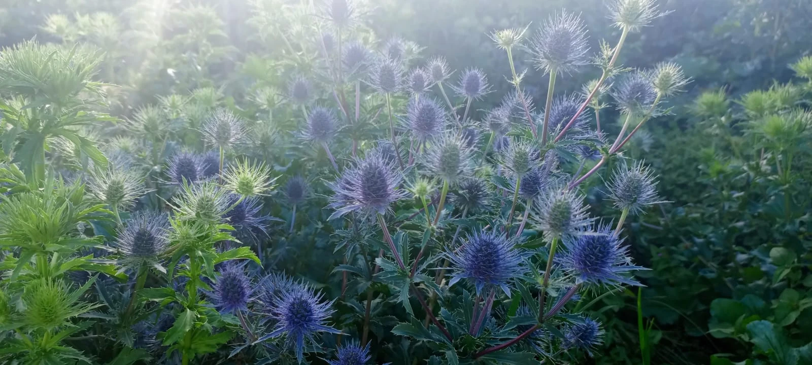 ERYNGIUM (THISTLE)MAGICAL ANITA