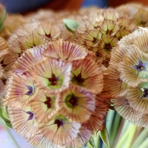 Scabiosa  stellata