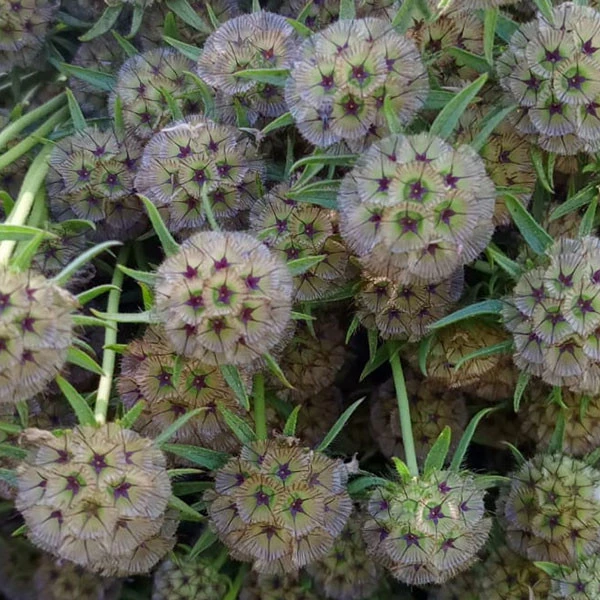 Scabiosa  stellata