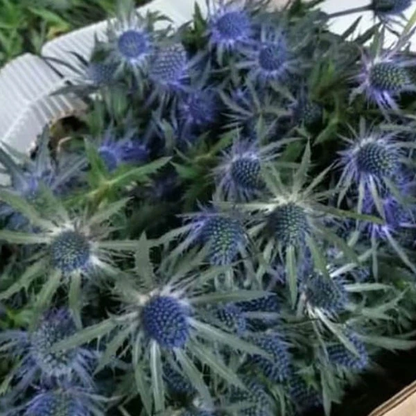 Eryngium planum