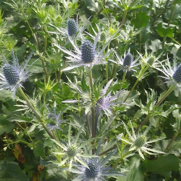 Eryngium planum