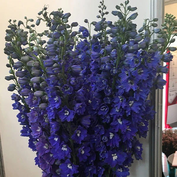 DELPHINIUM GURDIAN SERIES