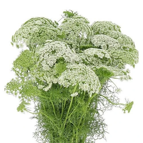 AMMI VISNAGA CASABLANCA