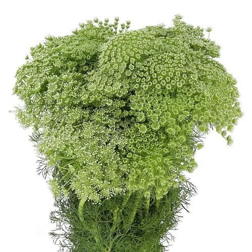 AMMI VISNAGA CASABLANCA