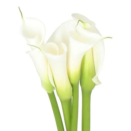 CALLA LILY AVALANCHE