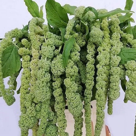 AMARANTHUS CYCLOOP