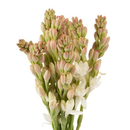 POLIANTHES TUBEROSE