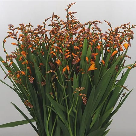 CROCOSMIA EMILY MCKENZI