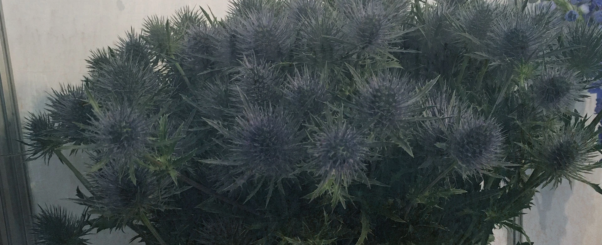 Fresh Eryngium